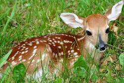 baby of deer called